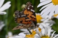 Vanessa cardui