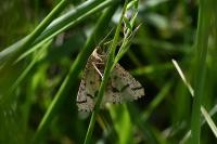 Aspitates ochrearia