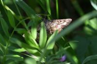 Ematurga atomaria