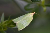 Tortrix viridana