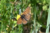Melitaea cinxia