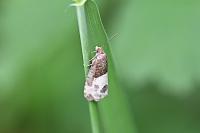 Notocelia cynosbatella