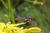 Glyphipterix simpliciella