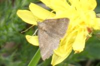 Phytometra viridaria