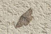 Hypomecis punctinalis