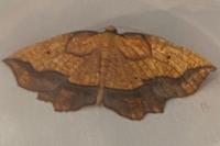 Epione repandaria