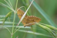 Camptogramma bilineata