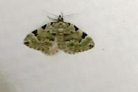 Colostygia pectinataria