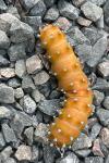 Saturnia pyri