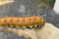Saturnia pyri