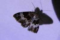 Epirrhoe alternata