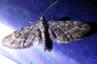Eupithecia nanata