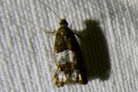 Notocelia