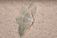 Campaea margaritaria
