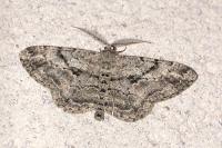 Peribatodes rhomboidaria