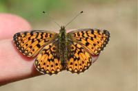 Boloria selene