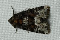 Oligia