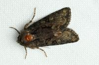 Oligia