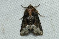Oligia
