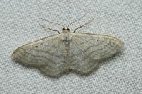 Idaea subsericeata