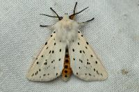 Spilosoma lubricipeda