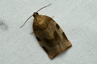 Choristoneura hebenstreitella