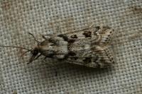 Eudonia angustea