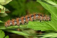 Euplagia quadripunctaria