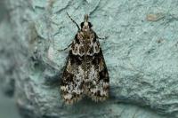 Eudonia delunella