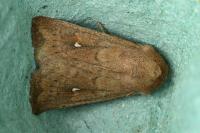 Mythimna albipuncta