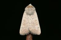 Hoplodrina ambigua