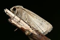 Hoplodrina ambigua