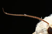 Hoplodrina ambigua