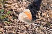 Coenonympha pamphilus