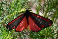 Tyria jacobaeae