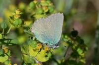 Callophrys rubi