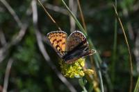 Lycaena tityrus
