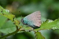 Callophrys rubi