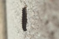 Eilema caniola