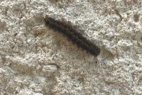 Eilema caniola