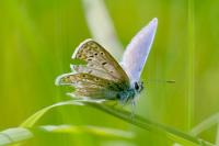Polyommatus icarus