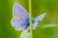 Polyommatus icarus