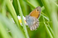Coenonympha pamphilus