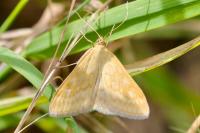 Sitochroa verticalis