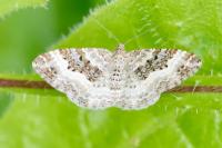 Epirrhoe alternata
