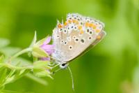 Aricia agestis