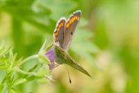 Aricia agestis