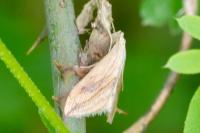 Evergestis forficalis