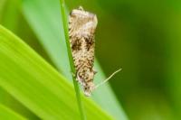 Celypha lacunana