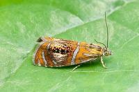 Olethreutes arcuella